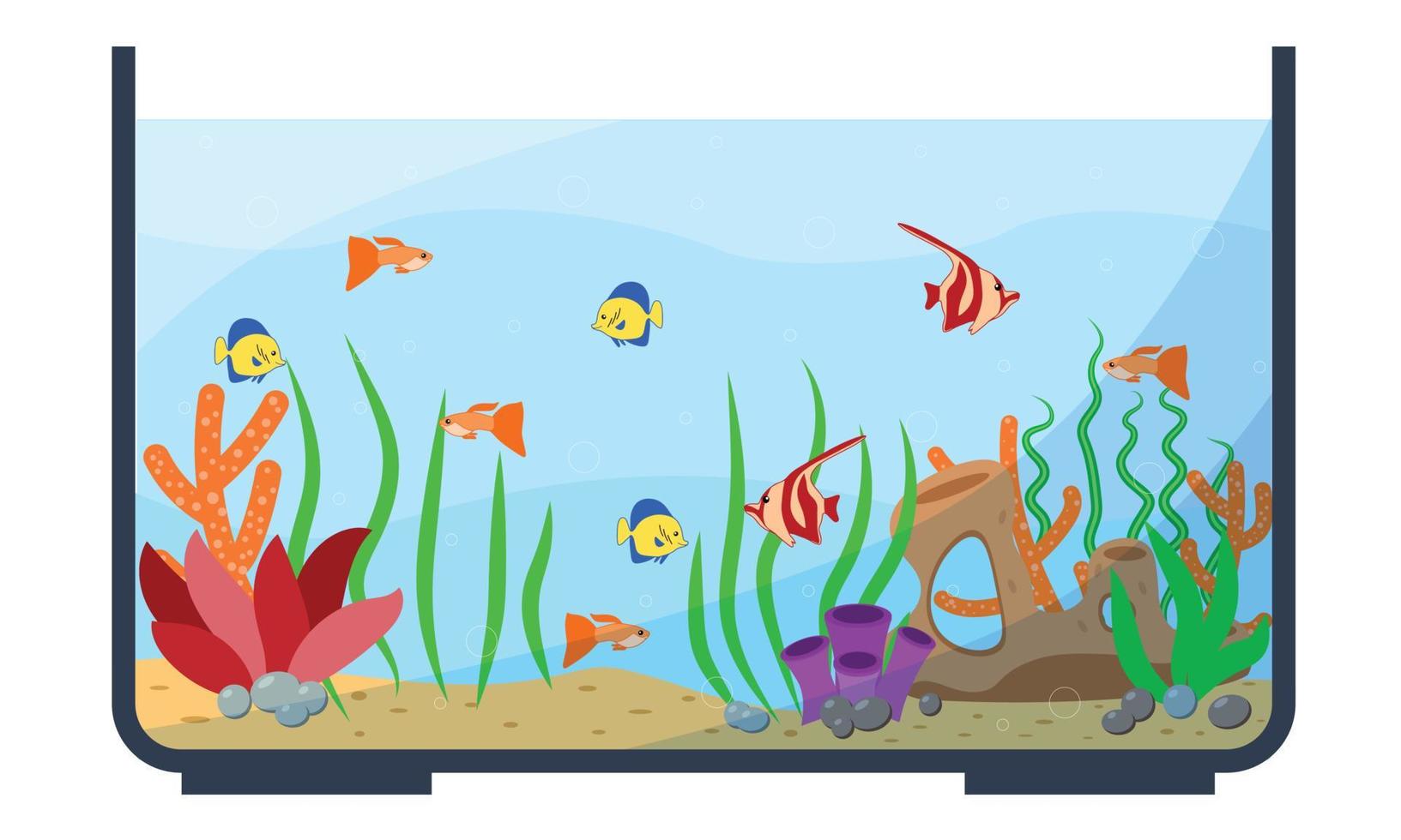 Glassware aquarium with exotic tropical fishes. Fish tank with emperor and golden fish, swimming angelfish, domestic discus and coral, vivarium. Underwater life and nature theme vector