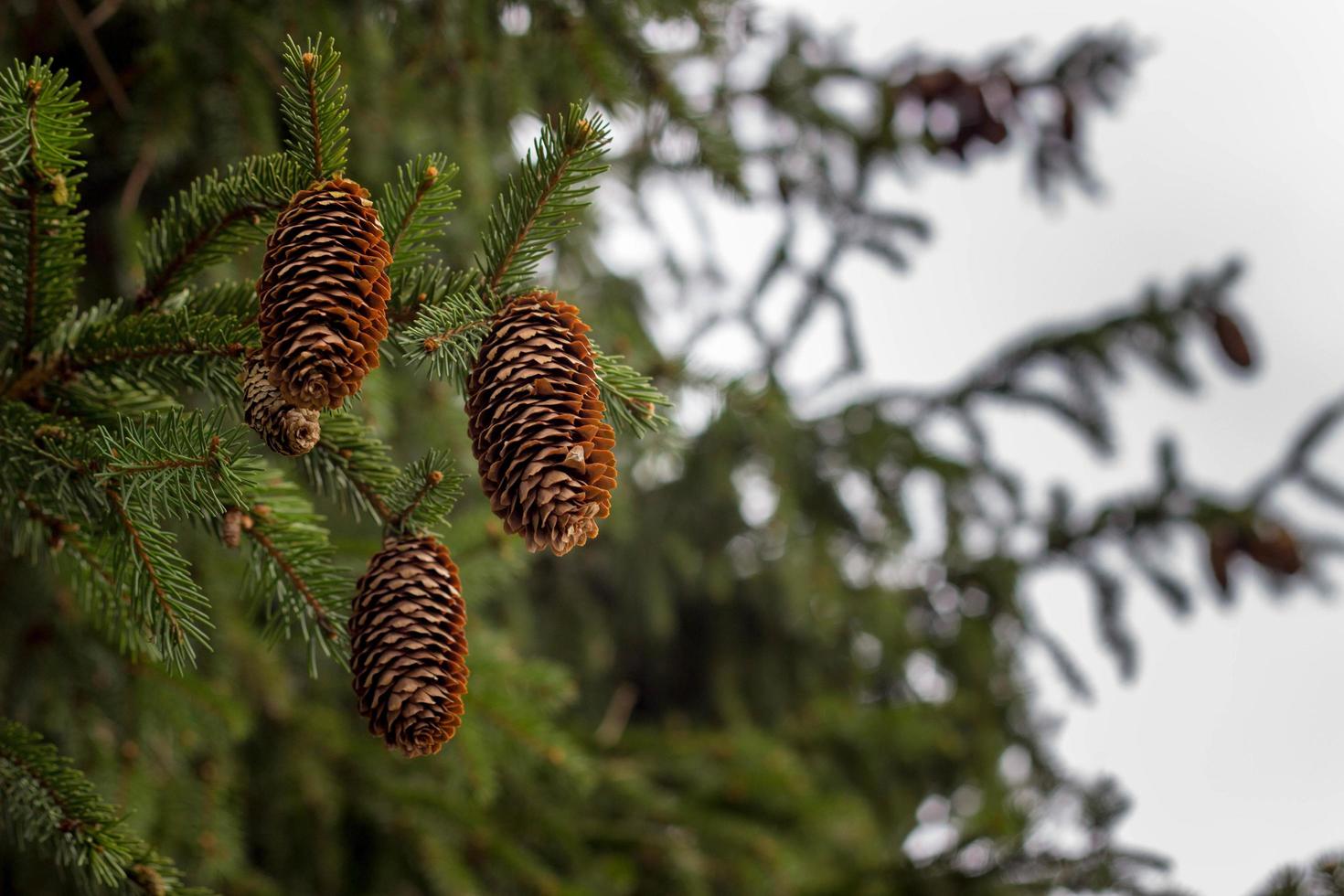 protuberancias de abeto en el árbol en el lado izquierdo de la foto. naturaleza verde para una vida sana. foto