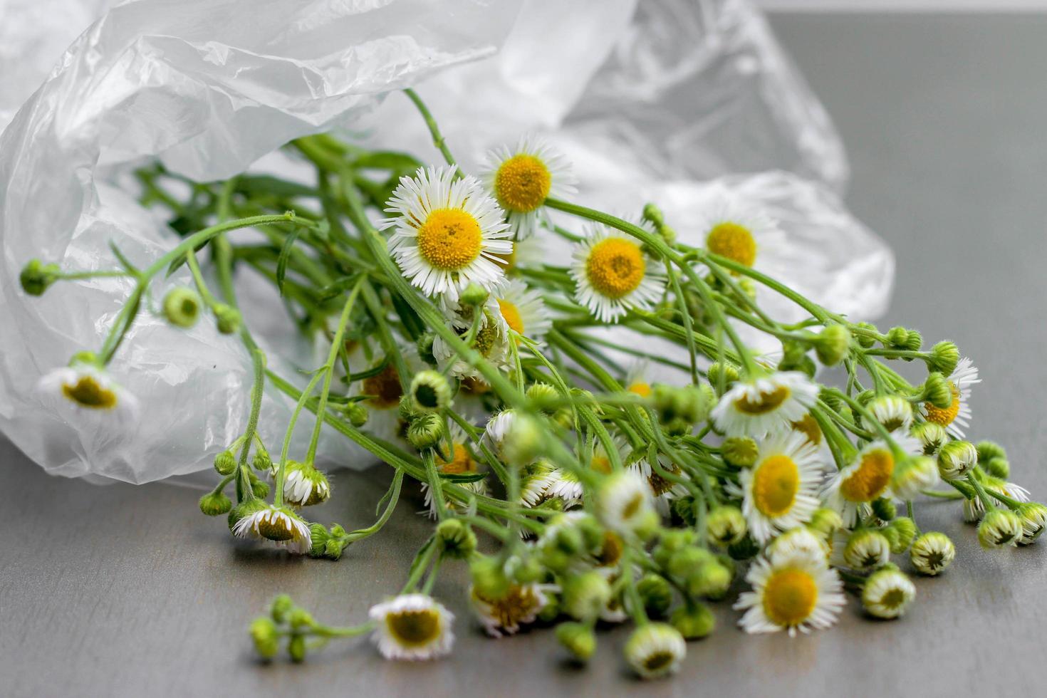 ramo de margaritas marchitas en una bolsa de celofán. el concepto de conservación del medio ambiente, cuidado de la naturaleza foto