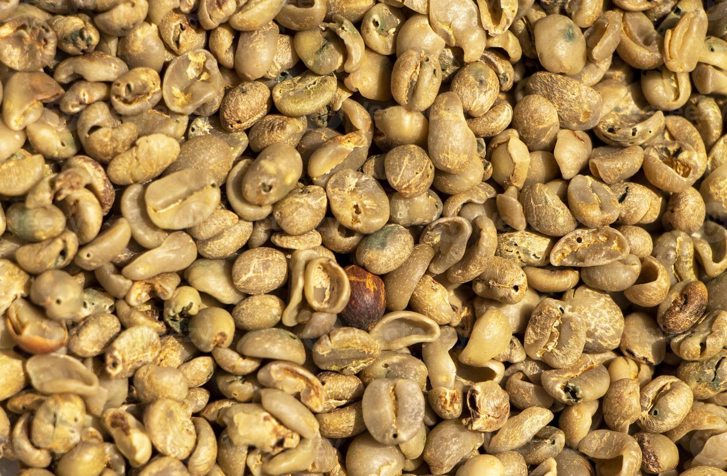 primer plano de los granos de café verde estropeados dañados por un barrenador de la baya del café. foto de granos de café sin recoger para el fondo