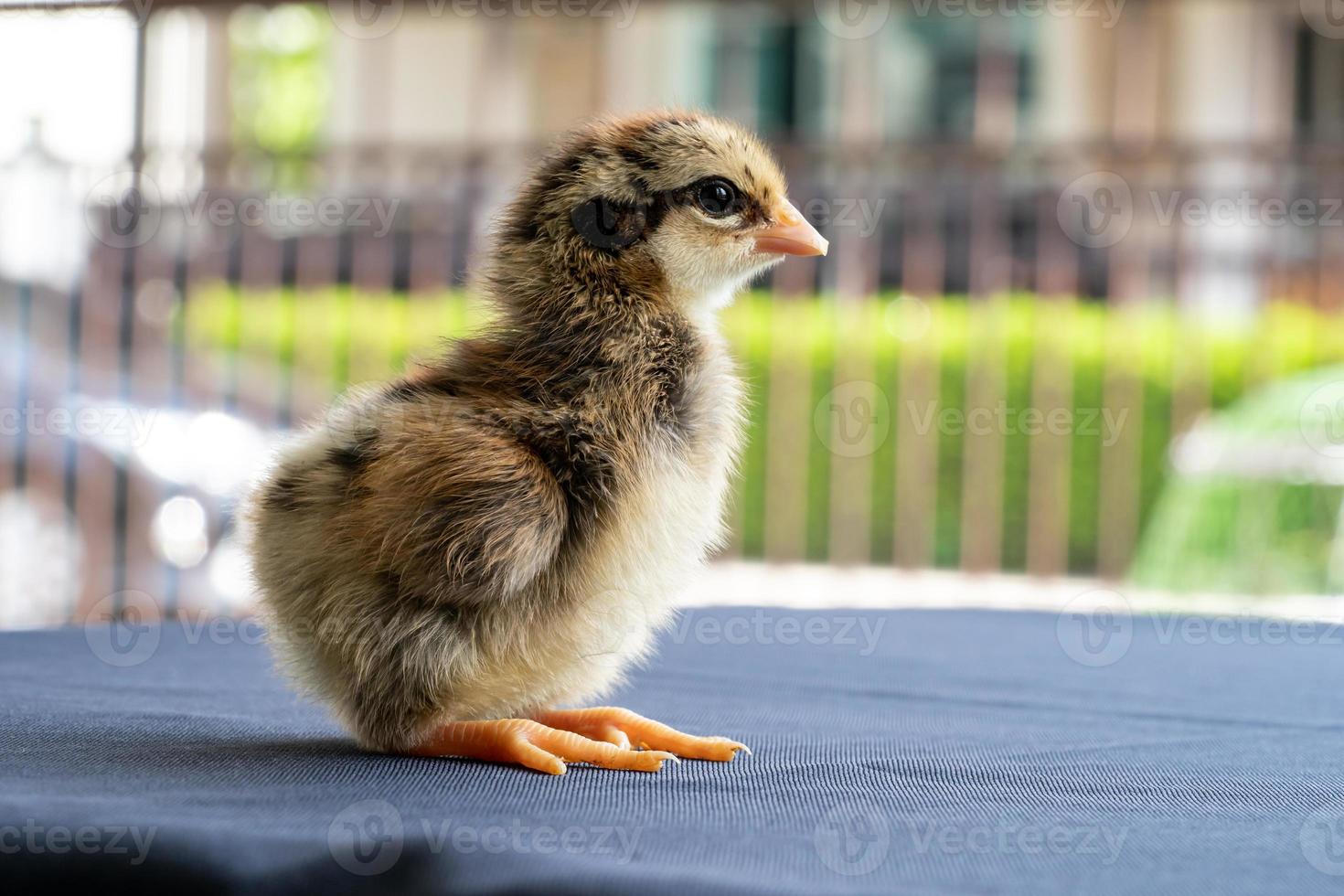 Baby Mini Wyandotte Chick on blue cloth table cover with green garden bokeh blur background. photo