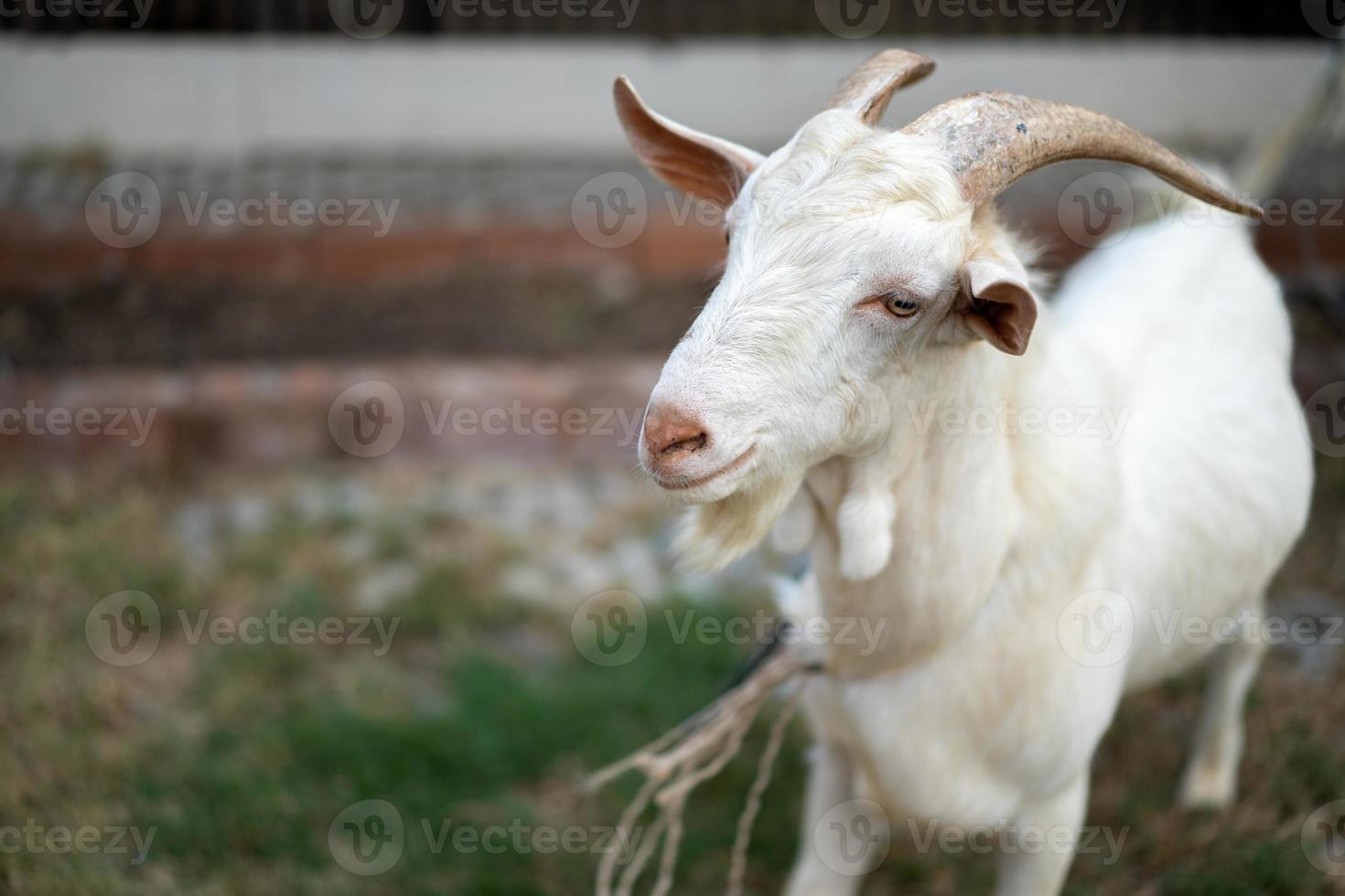 close up to the white goat's head on the grass field. photo