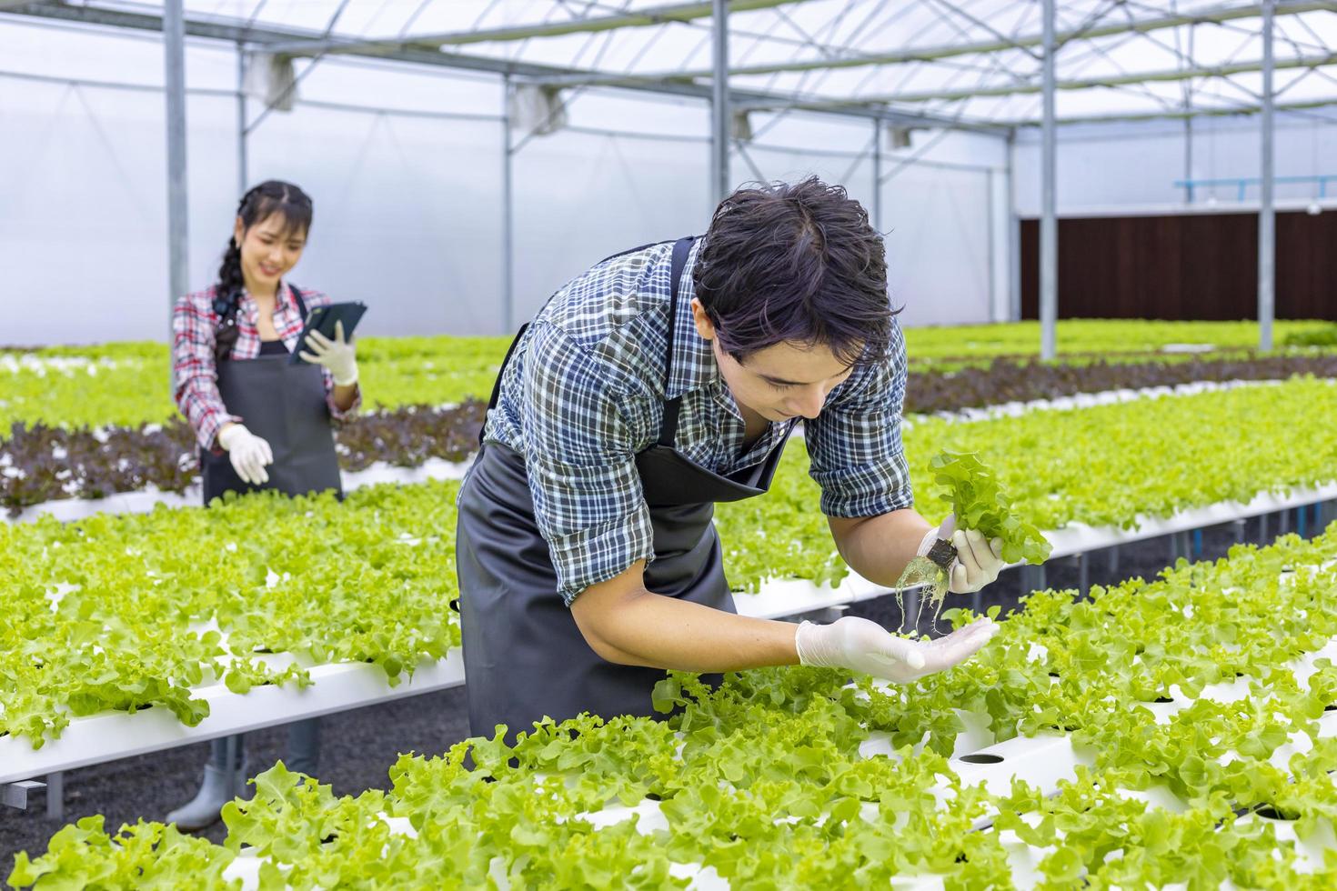 agricultores locales asiáticos que cultivan su propia ensalada de lechuga de roble verde en el invernadero utilizando un enfoque orgánico del sistema de agua hidropónico para empresas familiares foto