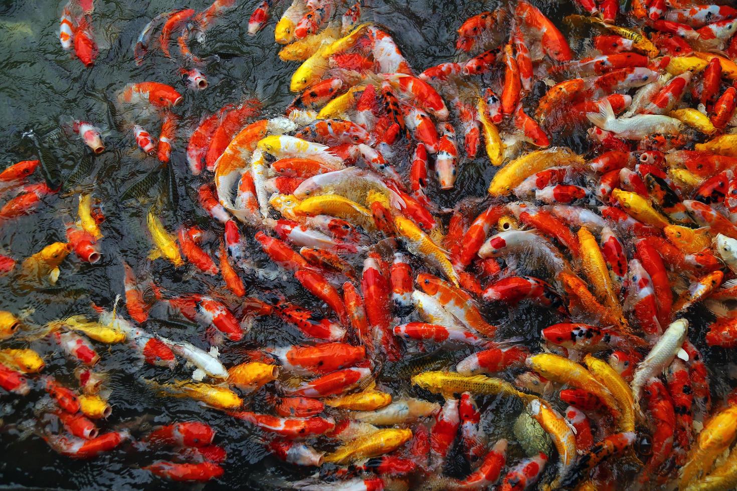 Koi fishes swim on the pond. Many of colorful Carp fishes background. photo