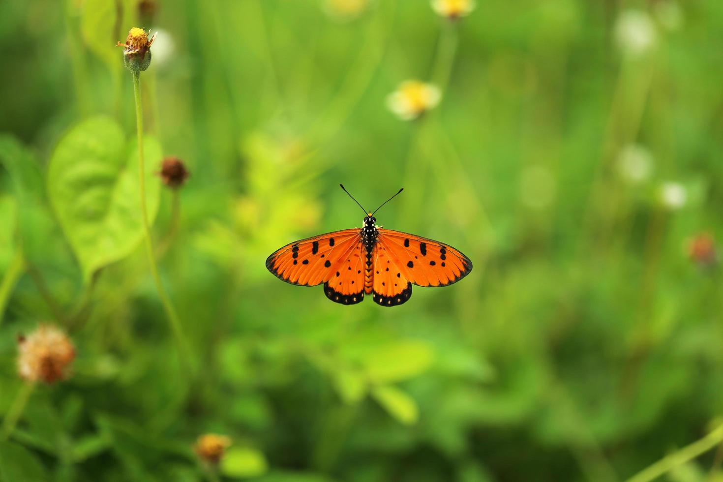 Monarch butterfly on flower in the garden. photo