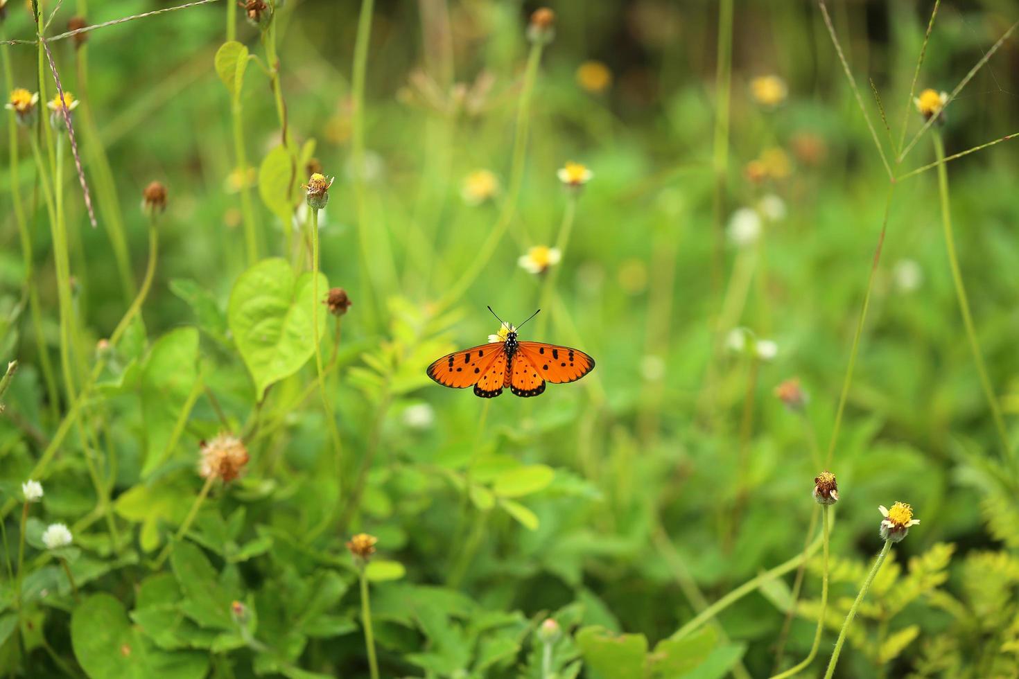 Monarch butterfly on flower in the garden. photo