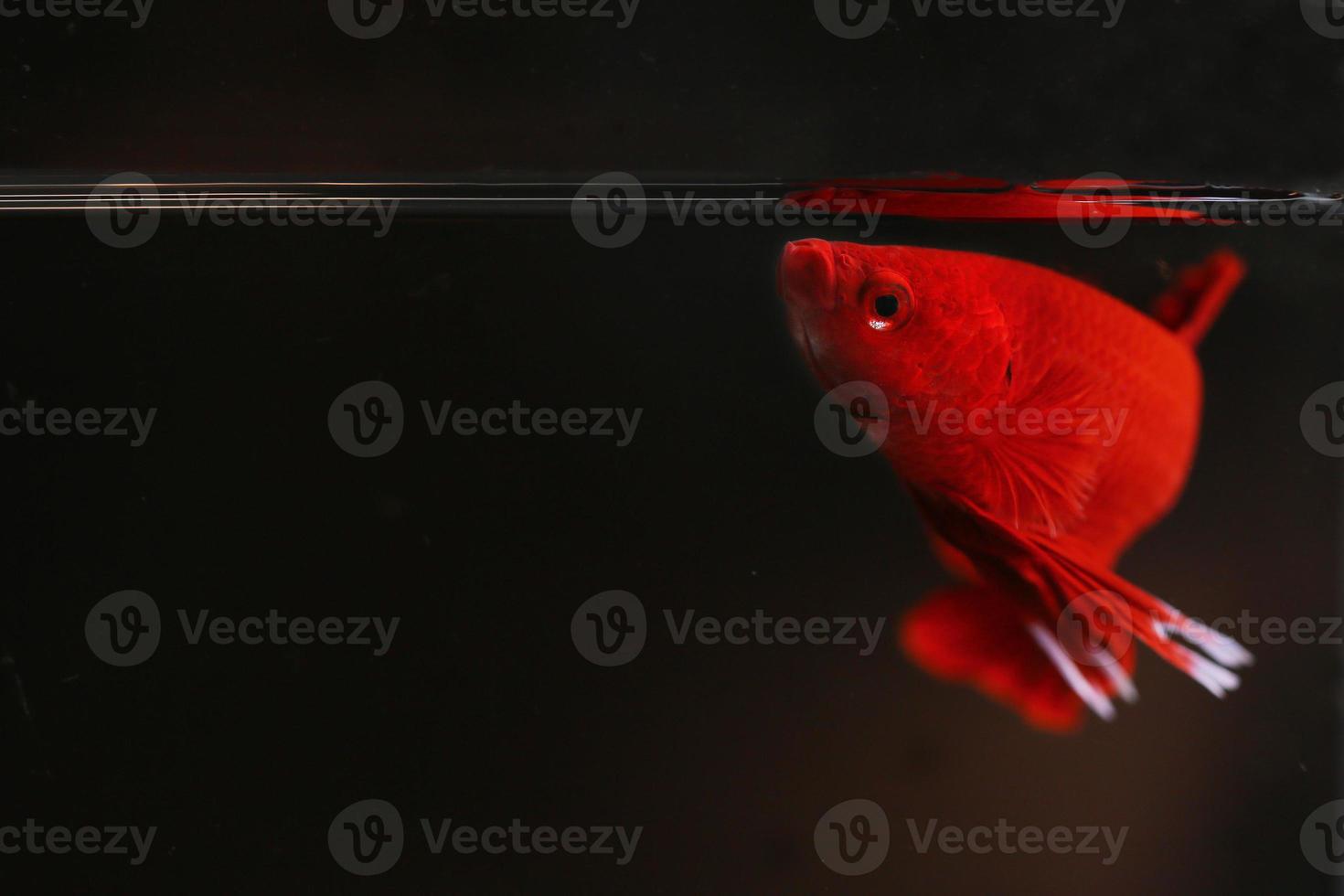 pez betta súper rojo con fondo oscuro. pez luchador siamés color rojo sólido espléndido. foto