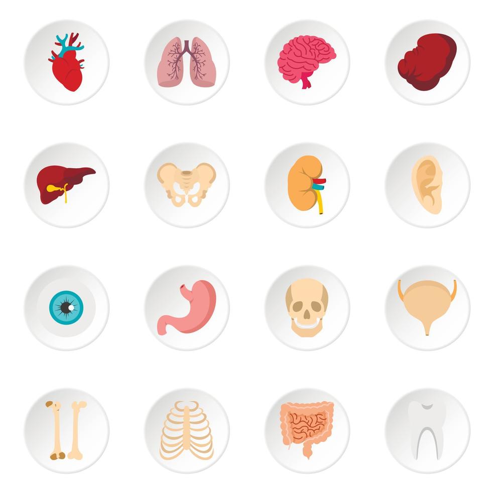 Human organs set flat icons vector