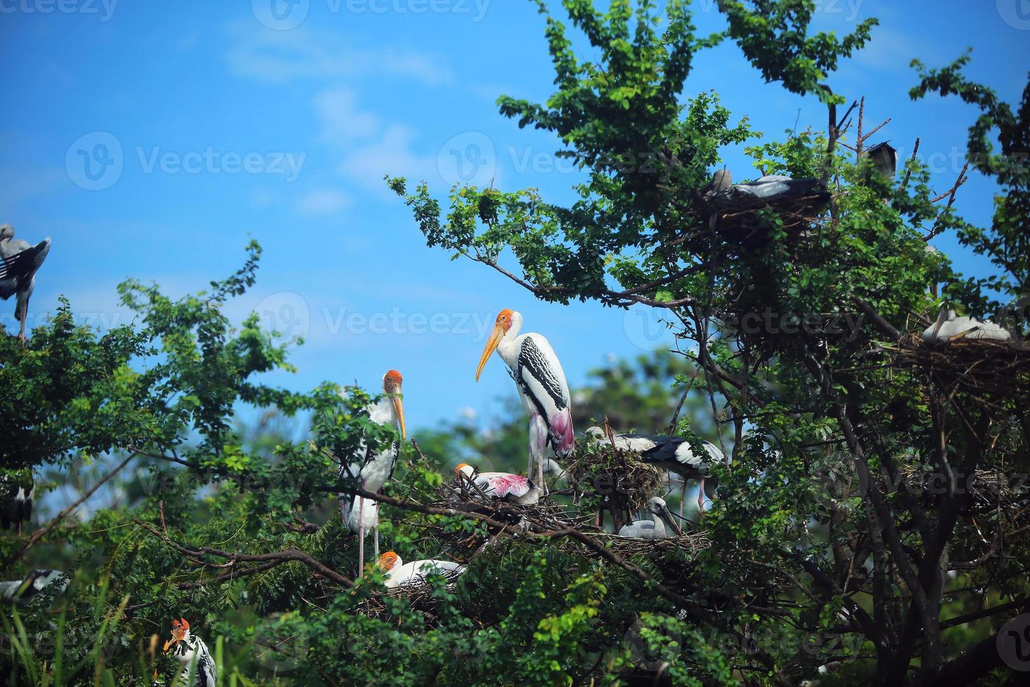 Group of Painted Stork Birds with nest on top of tree. Bird's nest photo