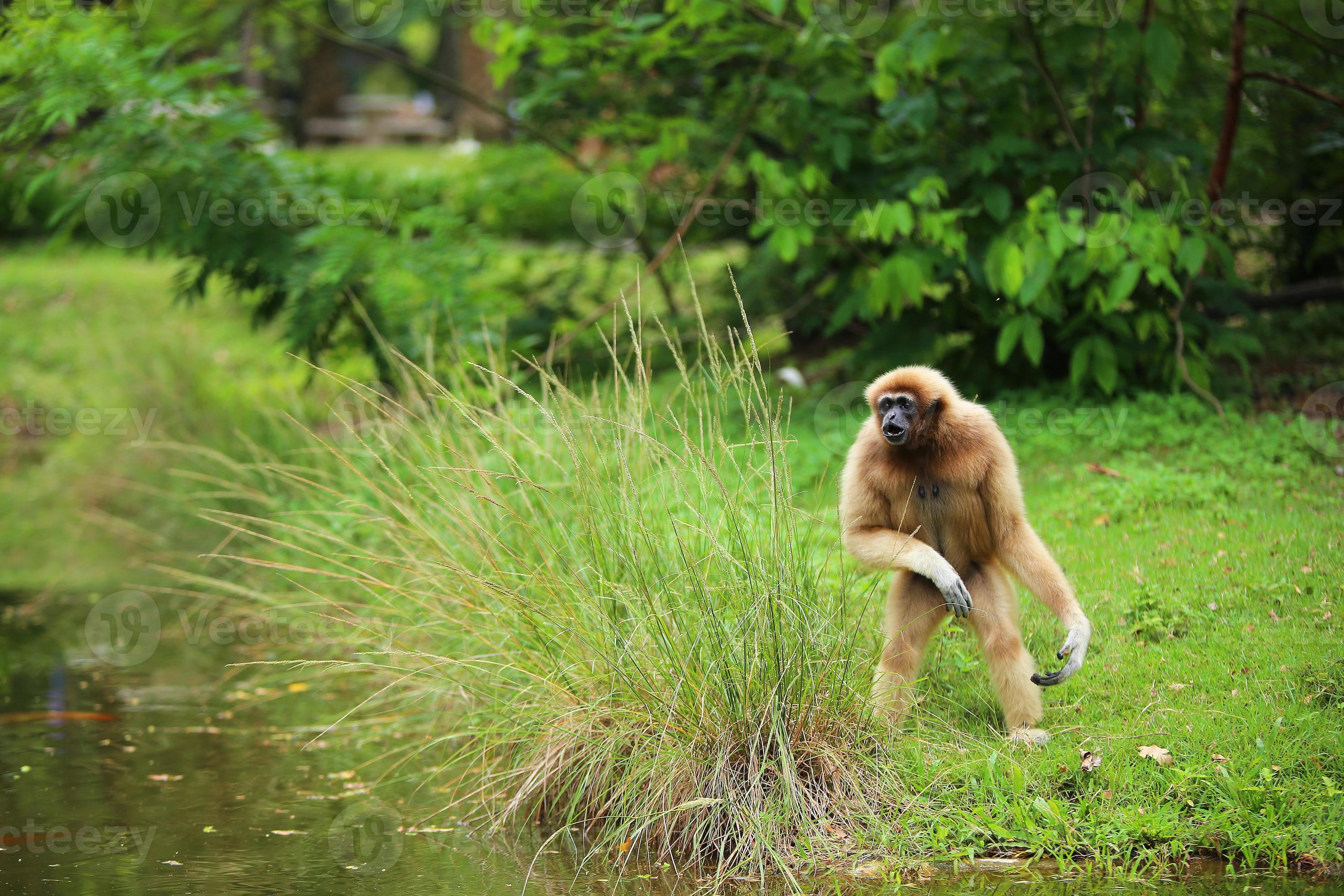 Common gibbon. Whitehanded gibbon walking on field near lake at