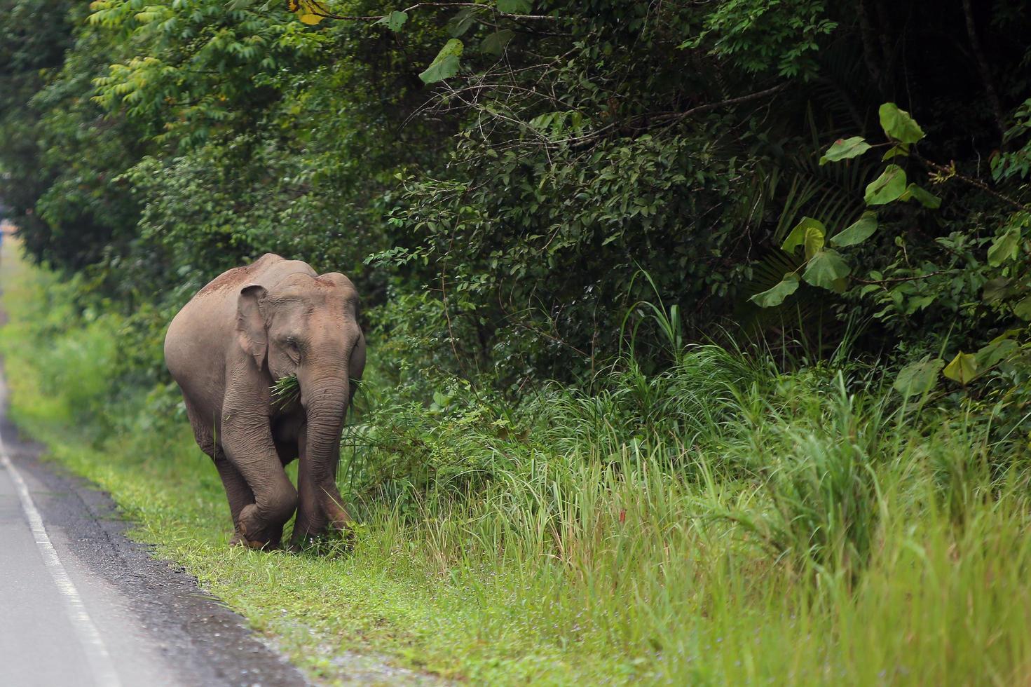 Elephant walking beside the road in national park. photo