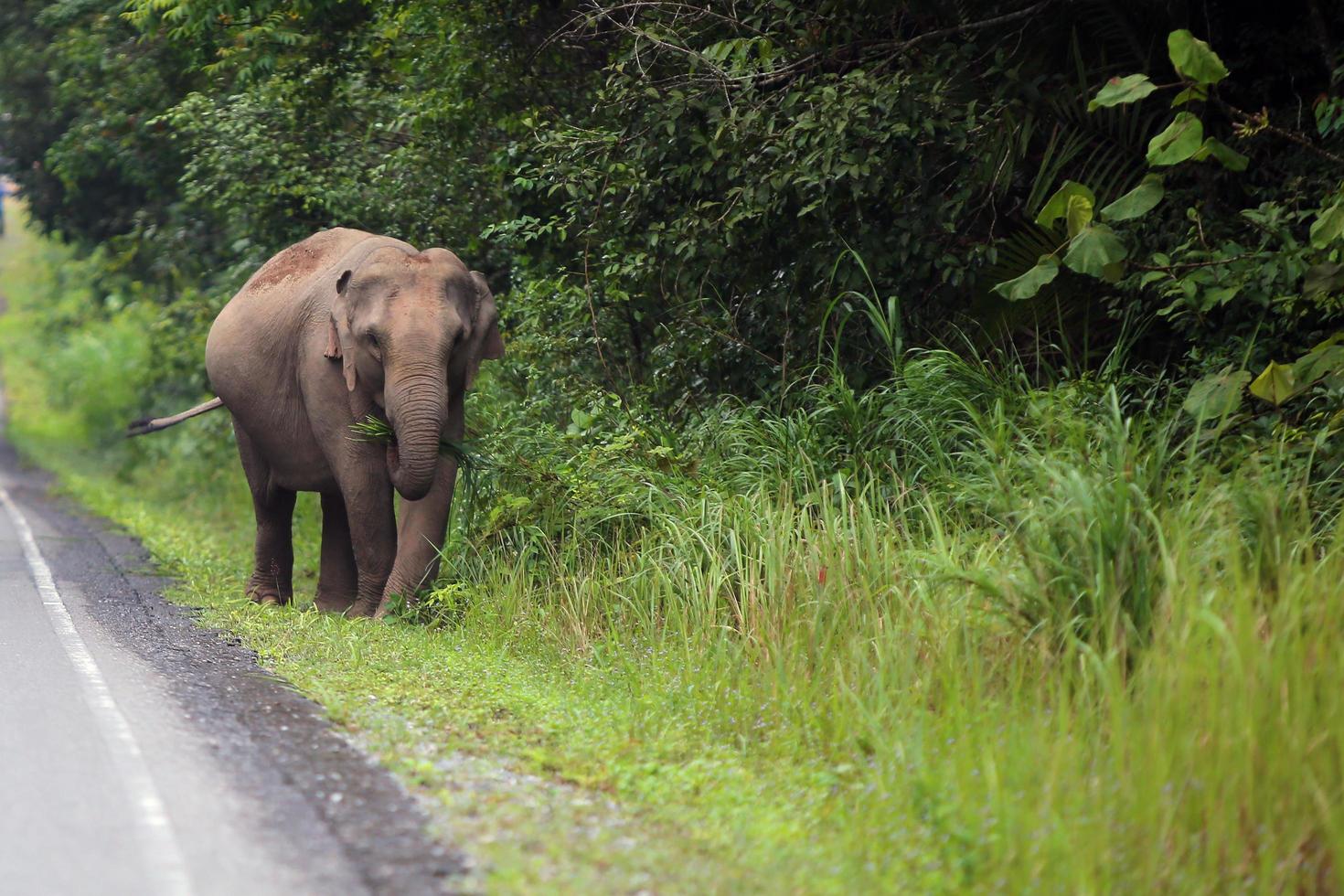 elefante caminando al lado de la carretera en el parque nacional. foto