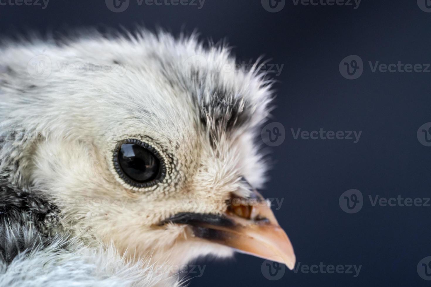 Close up macro photography baby white Appenzeller chick on dark blue background. photo