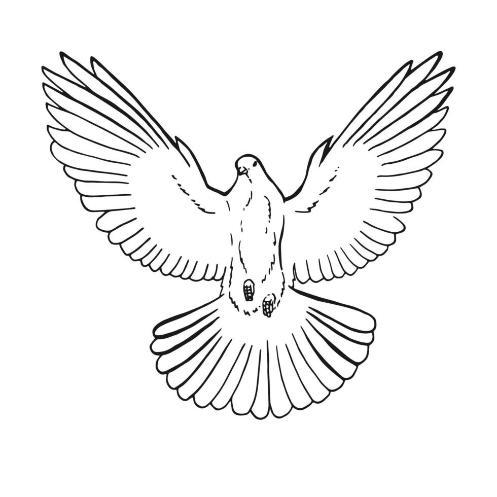 Hand drawn dove outline. Line art style isolated on white ...