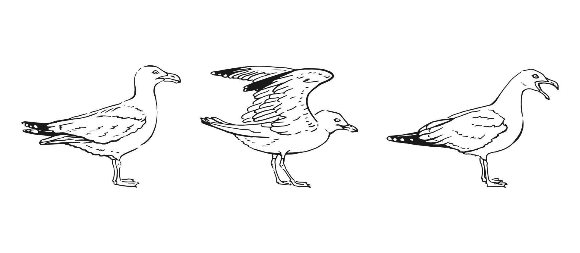 Set of hand drawn seagulls outline. Line art style isolated on white background. vector