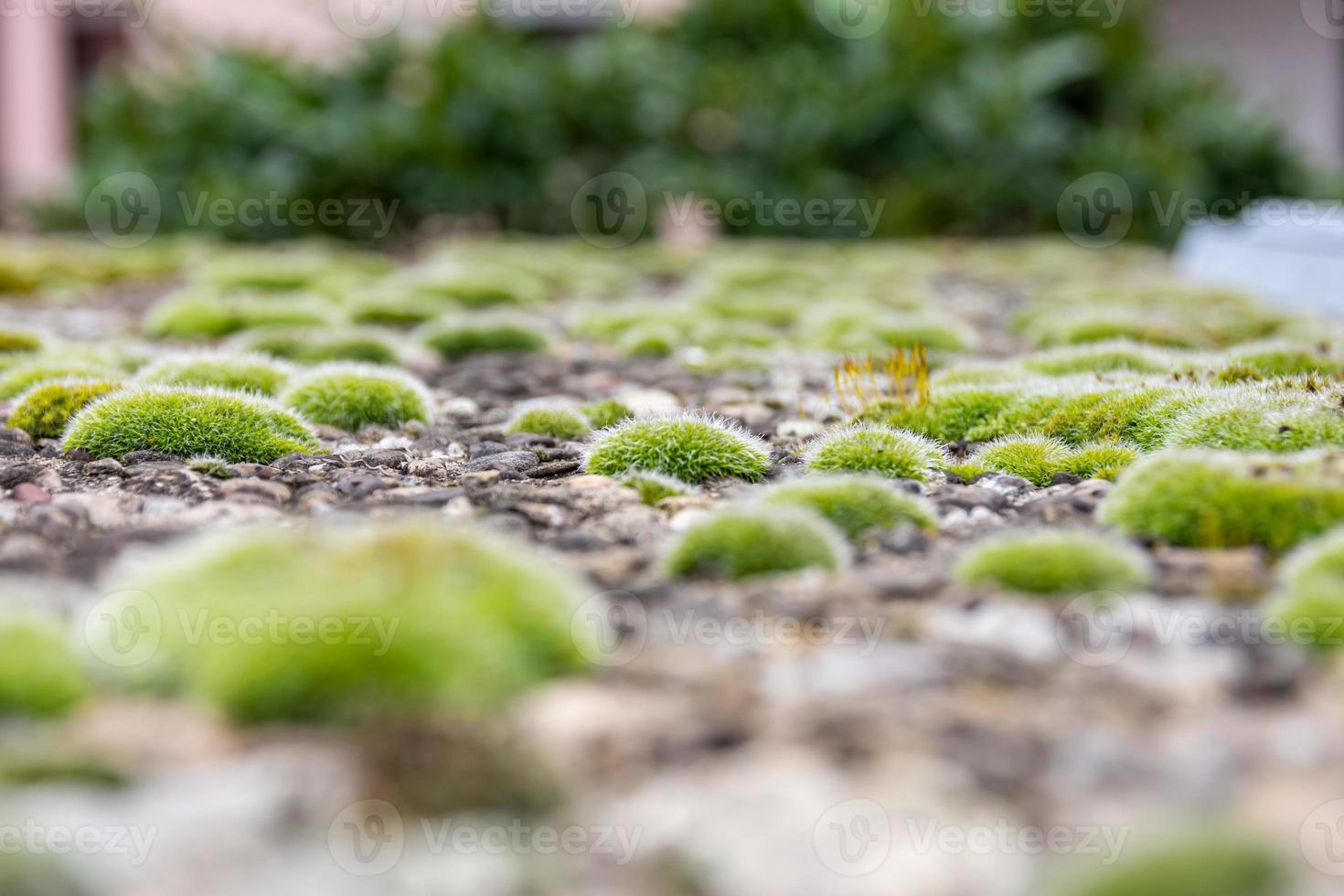 Low angle view over a carpet of green moss photo