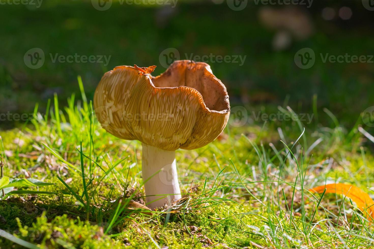 mushroom on a meadow photo