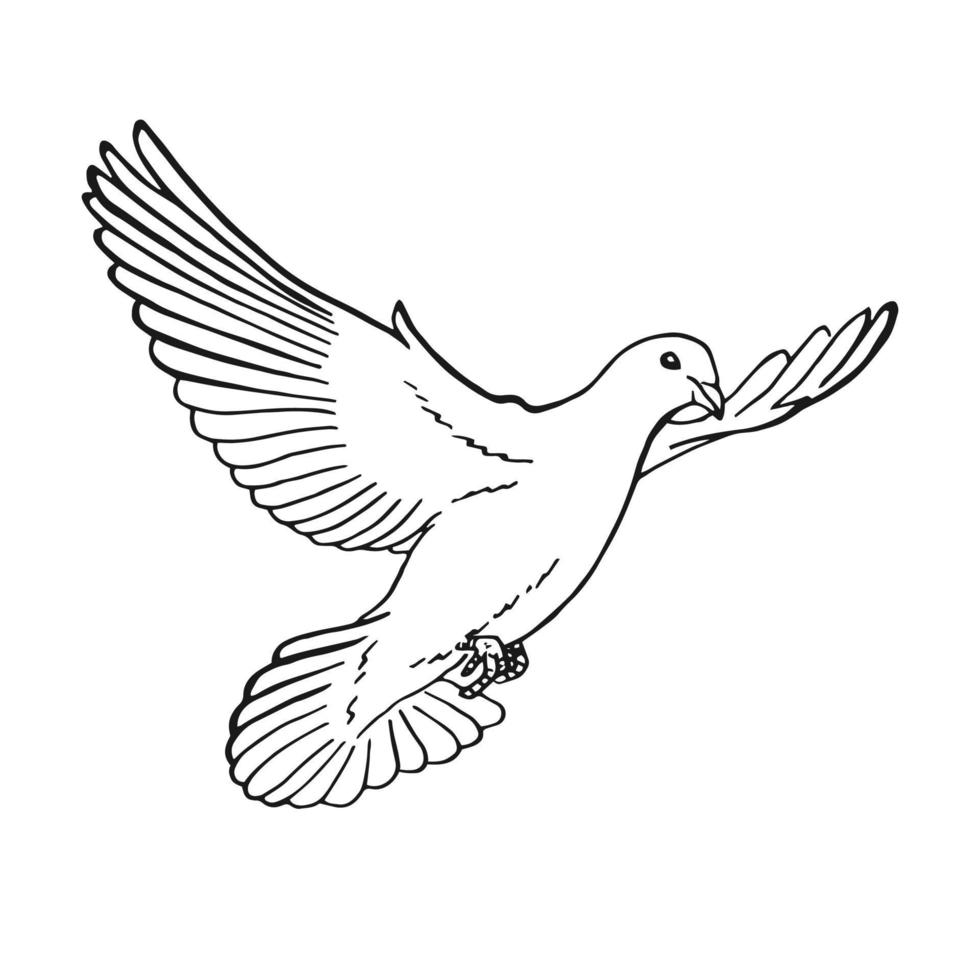 Hand drawn dove outline. Line art style isolated on white background. vector