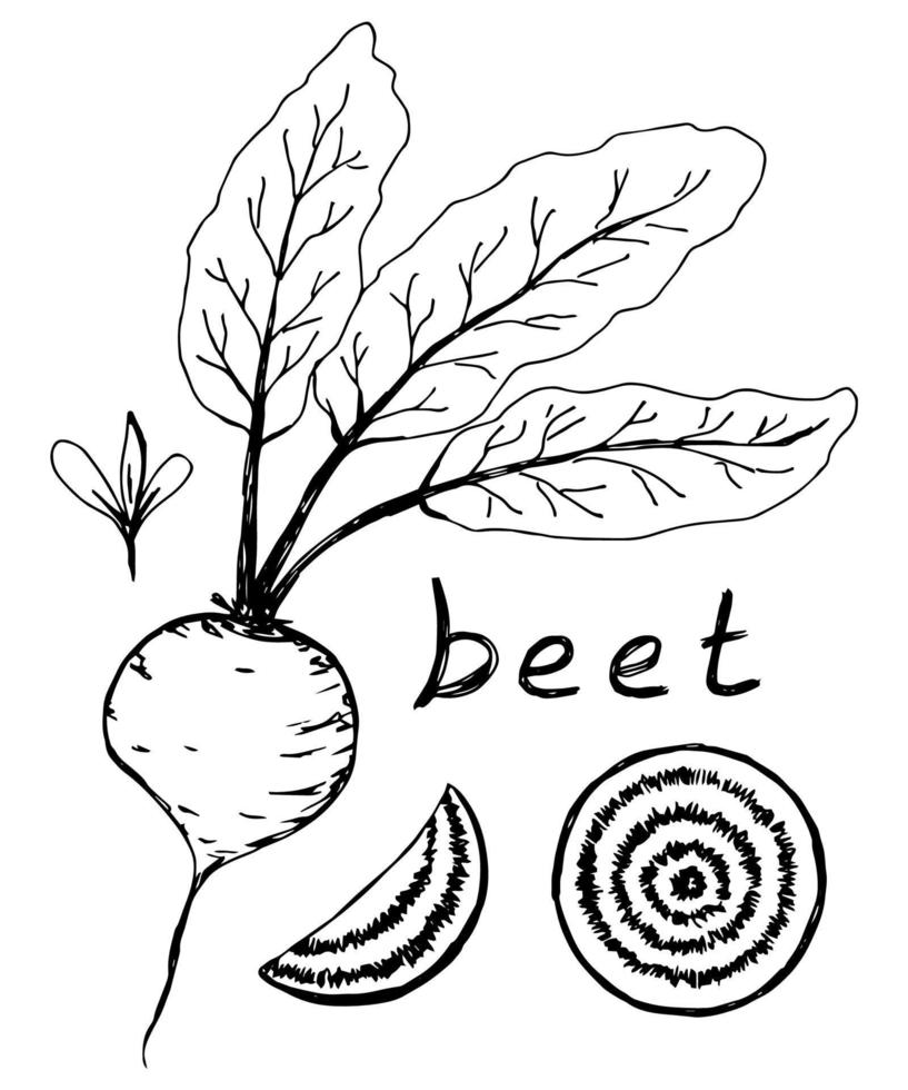 Hand-drawn simple ink vector drawing. Beetroot vegetable with leaves, set, round cut, slice, sprout, handwritten inscription. Seasonal harvest, farm product, label. Black outline on a white background