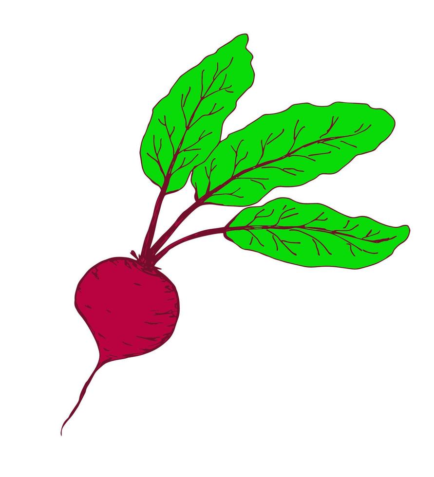 Hand-drawn simple color vector drawing. Burgundy beets with green leaves isolated on a white background. Healthy vegetable, crop, farm organic products, market.