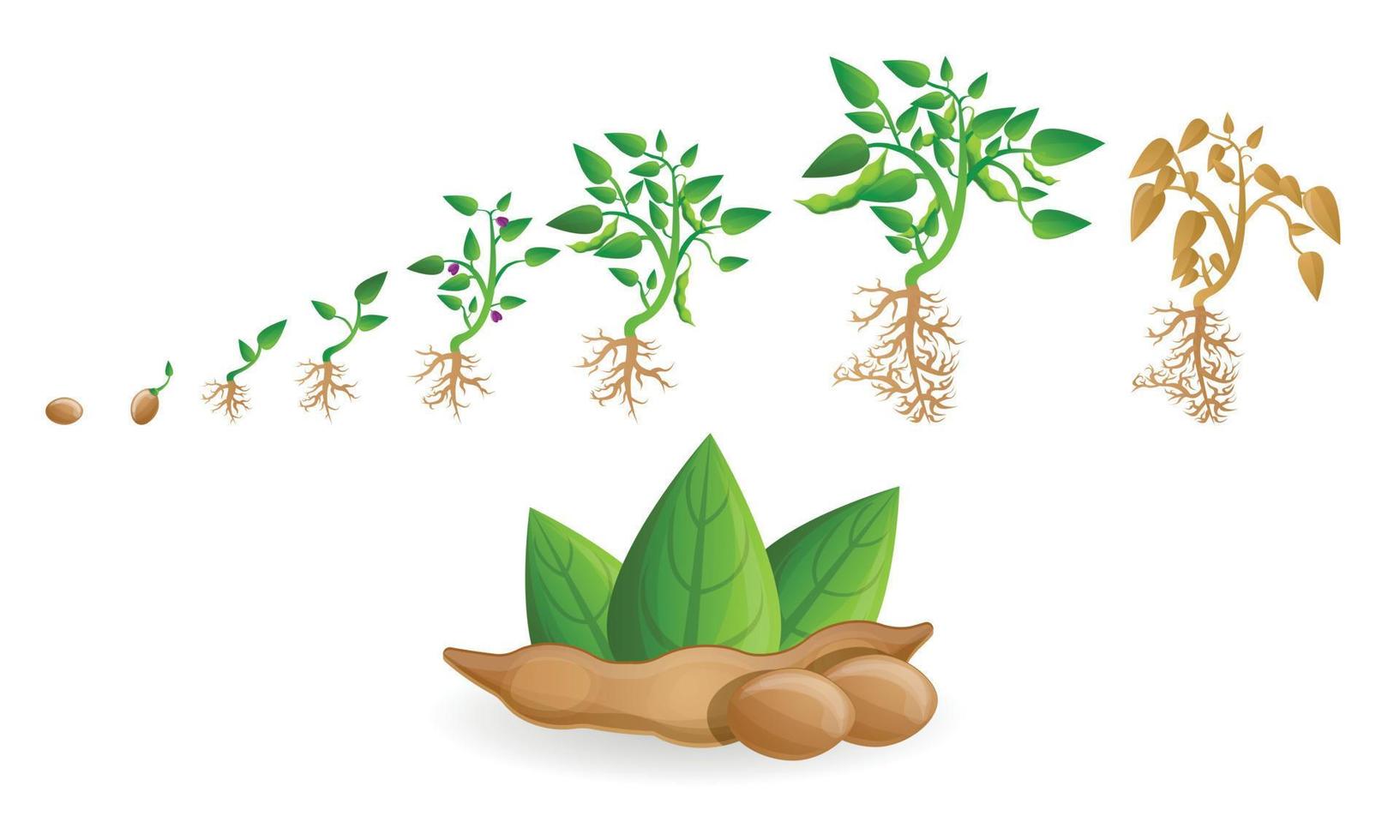 Soybean icon set, cartoon style vector
