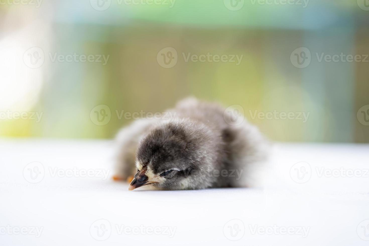 pollito negro bebé australorp duerme sobre tela blanca cubre la mesa con bokeh y jardín borroso en un campo al aire libre foto