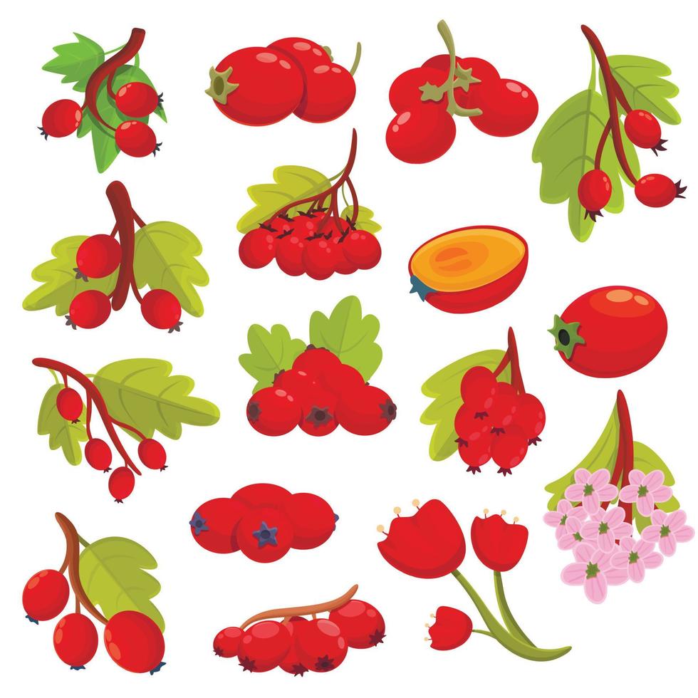 Hawthorn berry icons set, cartoon style vector