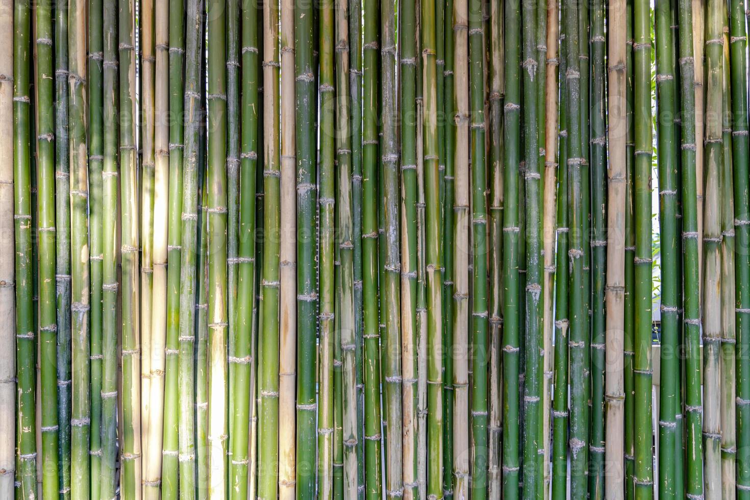 Bamboo background and backdrop battens are arranged to the wall partition and fence in the morning with sunlight. photo