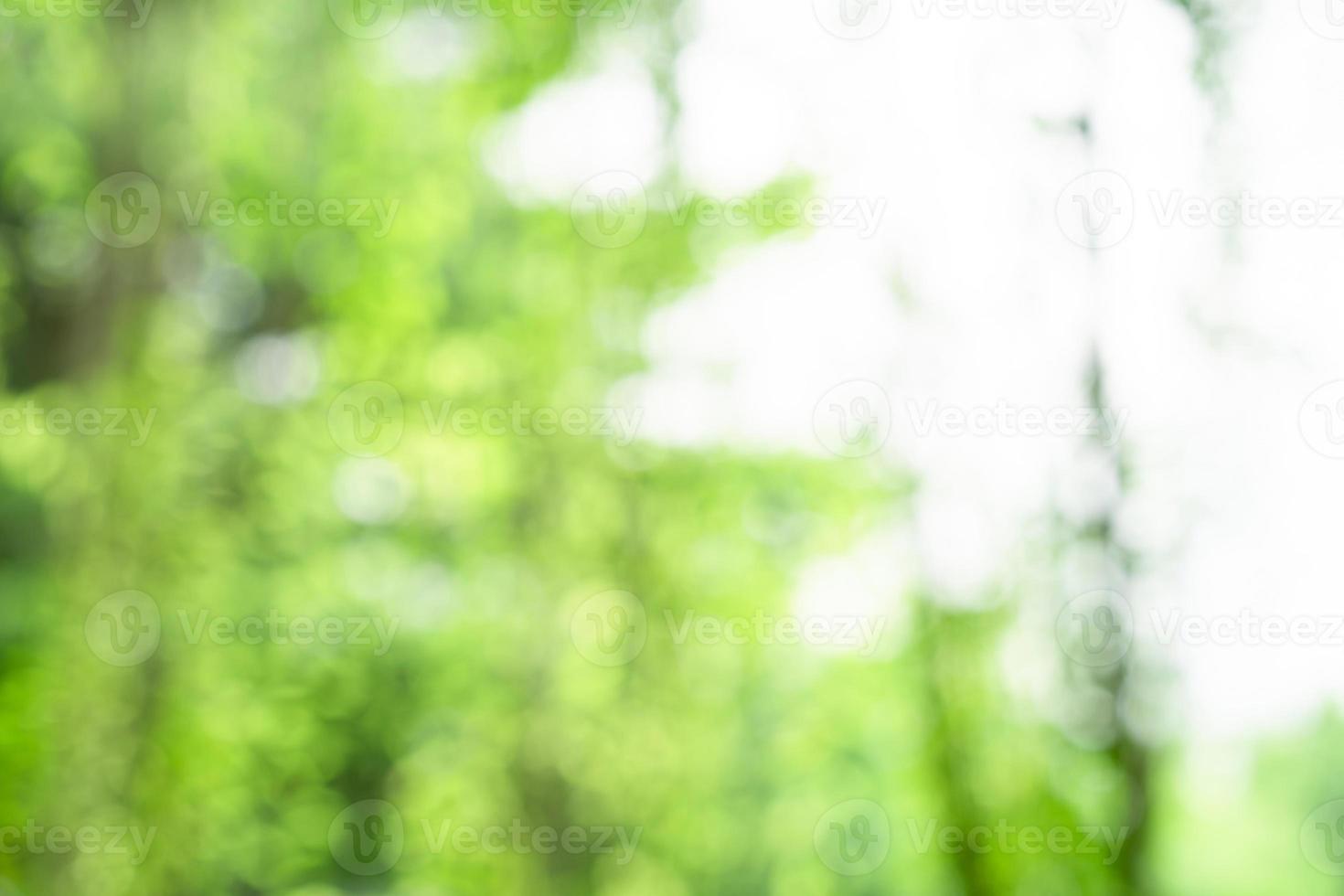 Background of blur green fresh leaf and vine in the garden at morning Monday for any nature background and backdrop. photo