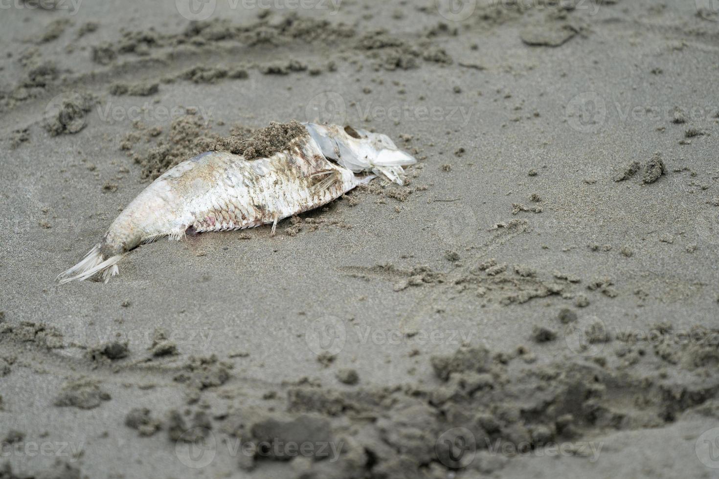 cerrar el pez canal en la arena al lado de la playa foto
