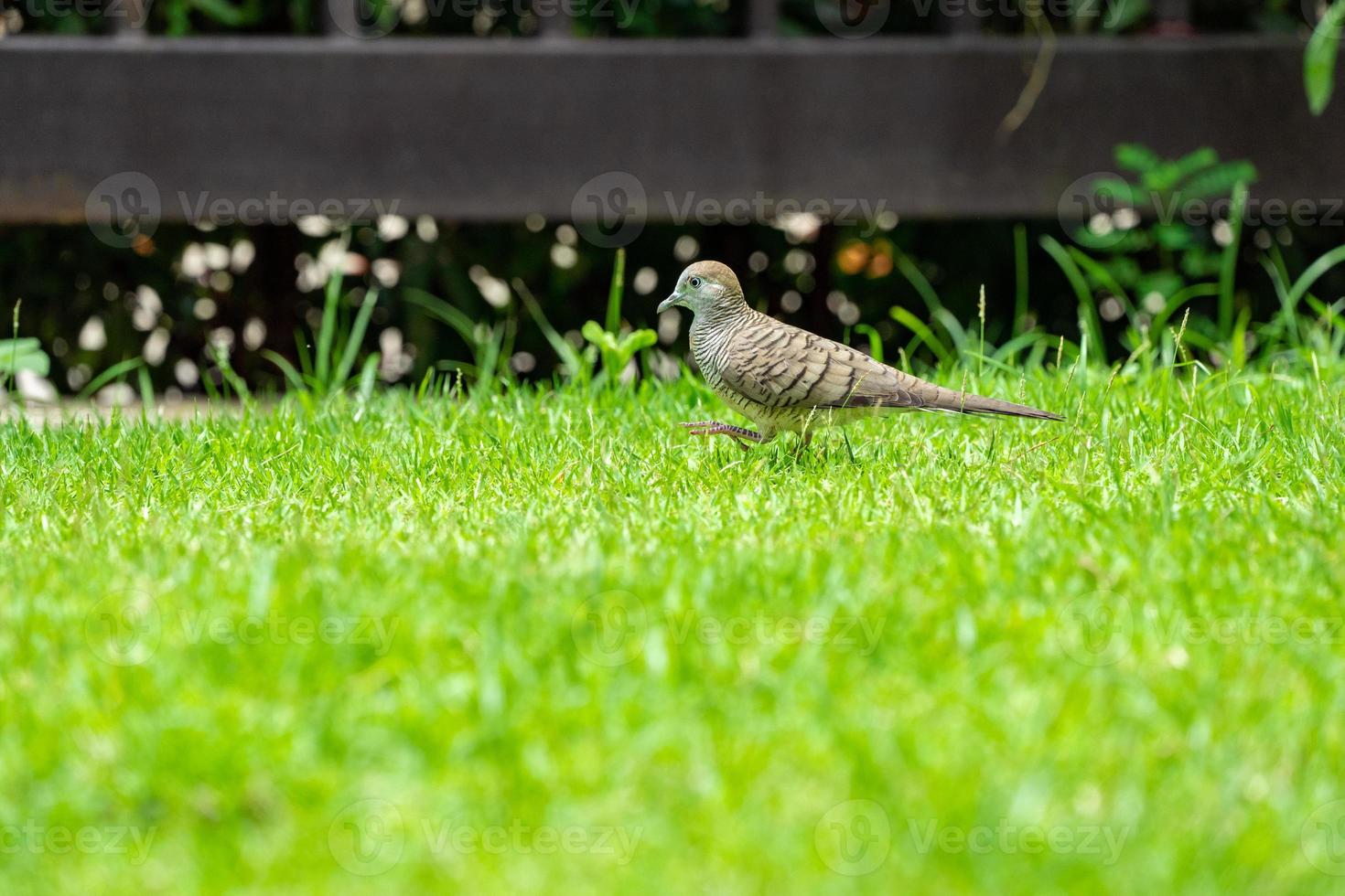 close up the nature dove walks in the grass field in the morning day. photo