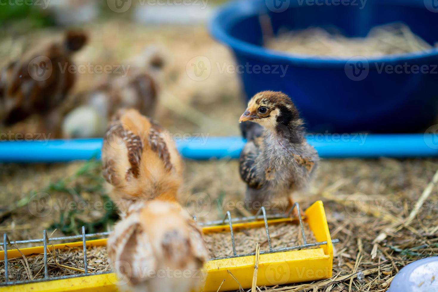 Close up Baby Brown Chick is eating food in the case farm photo