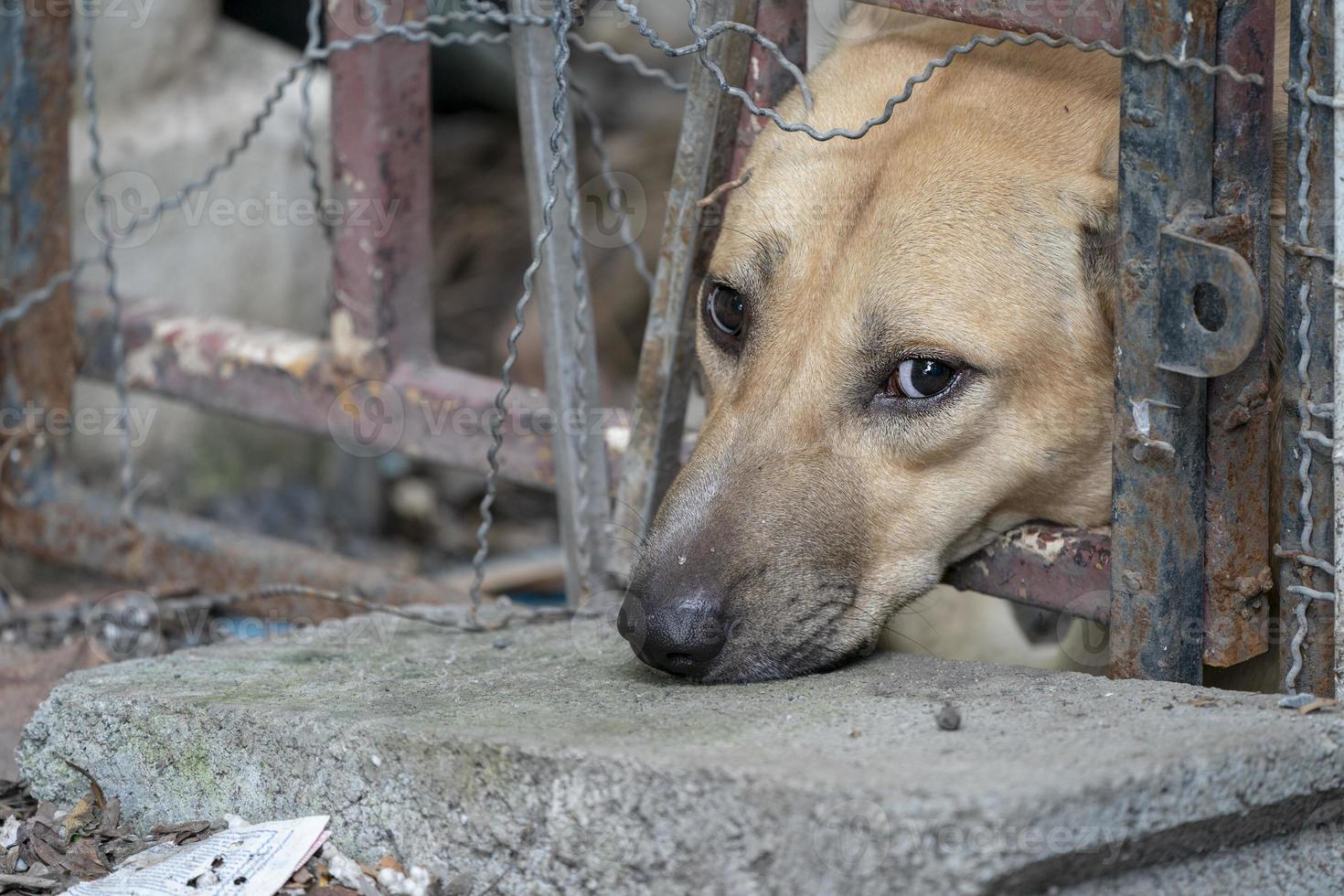 perro tailandés marrón triste que muestra el infeliz de su ojo. Está en la jaula vieja. foto