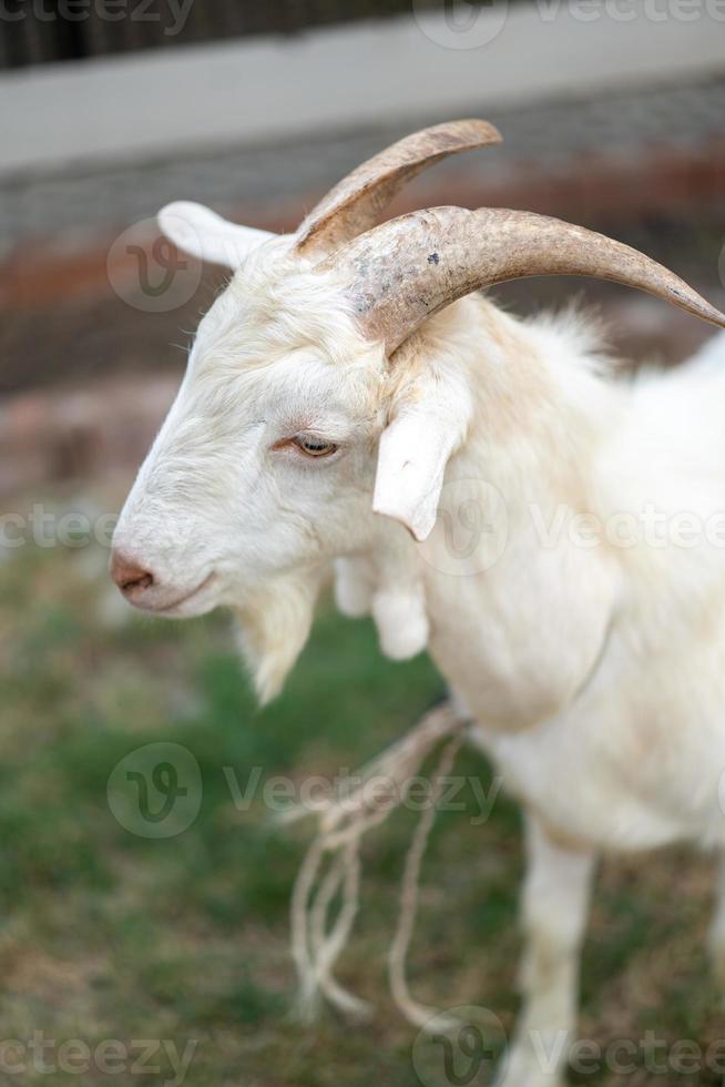 close up to the white goat's head on the grass field. photo