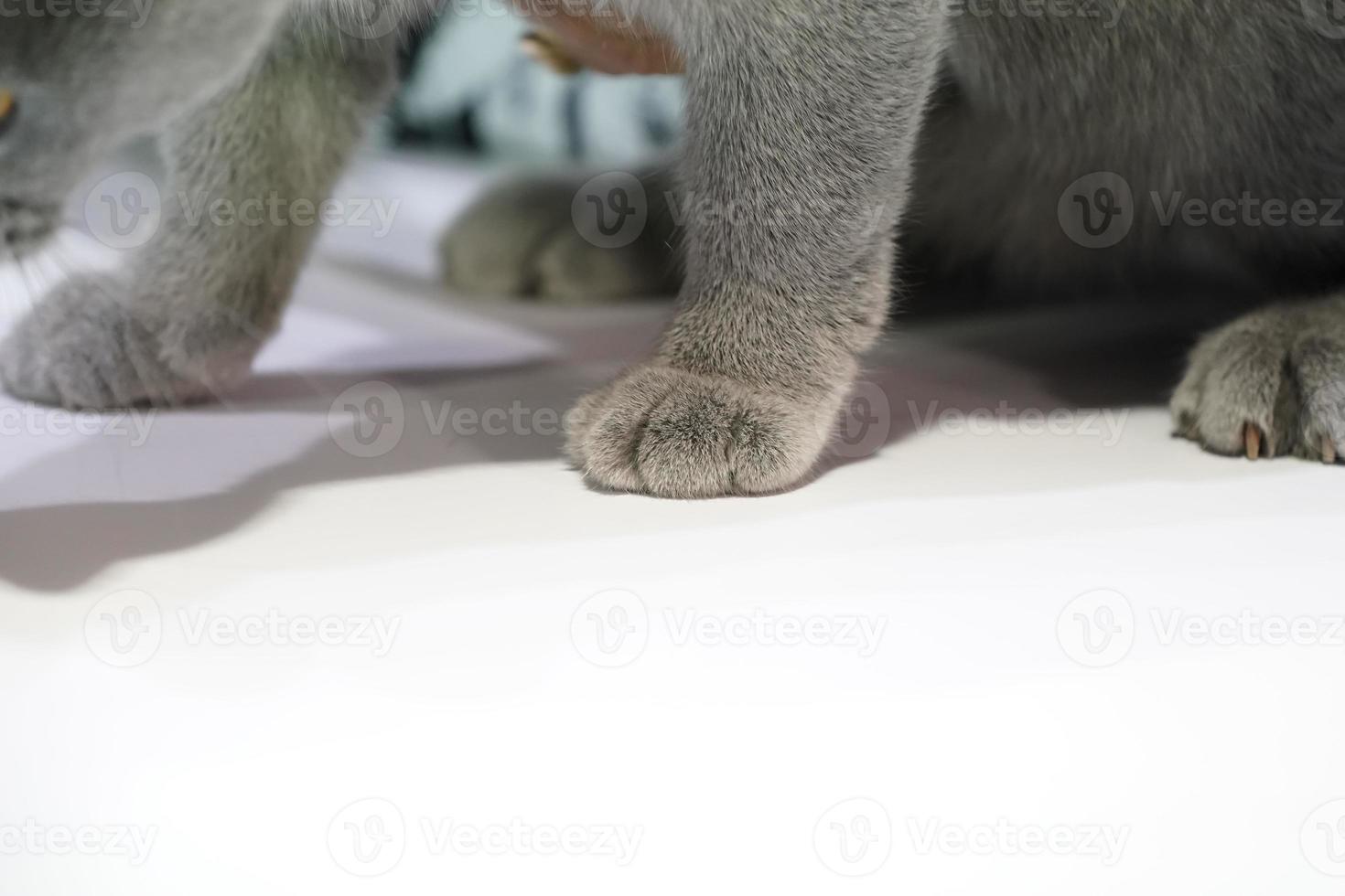 Close up the Thai Korat Claw Cat with dark gray fur on the white table with shadow on it. photo