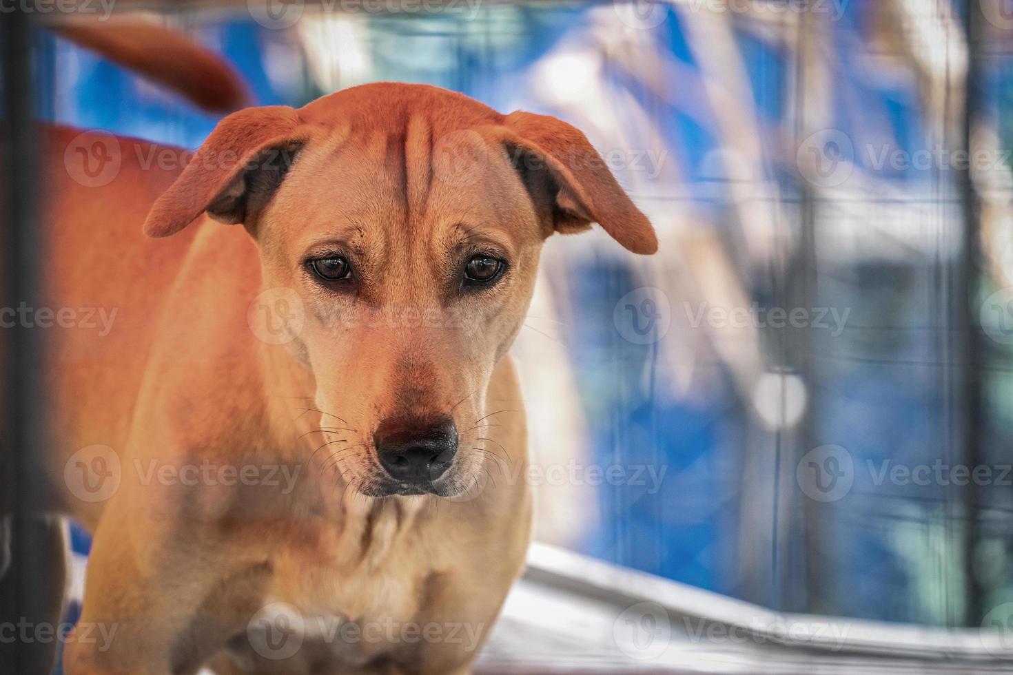 sad brown Thai dog showing the unhappy from its eye. It's in the old cage. photo