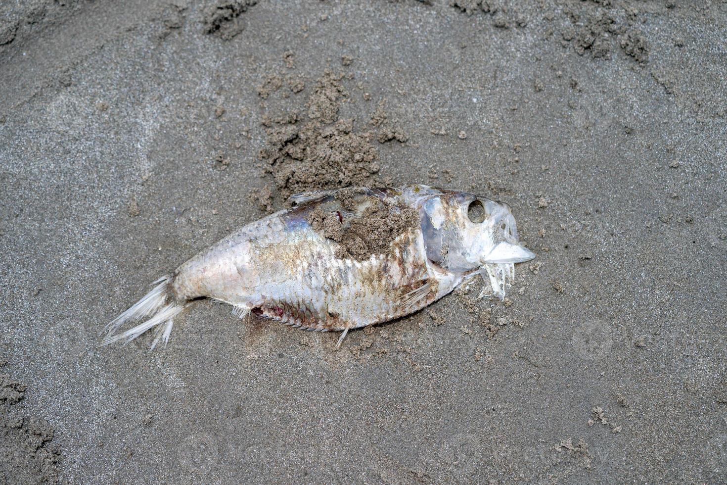 close up the carcass fish on the sand beside the beach photo