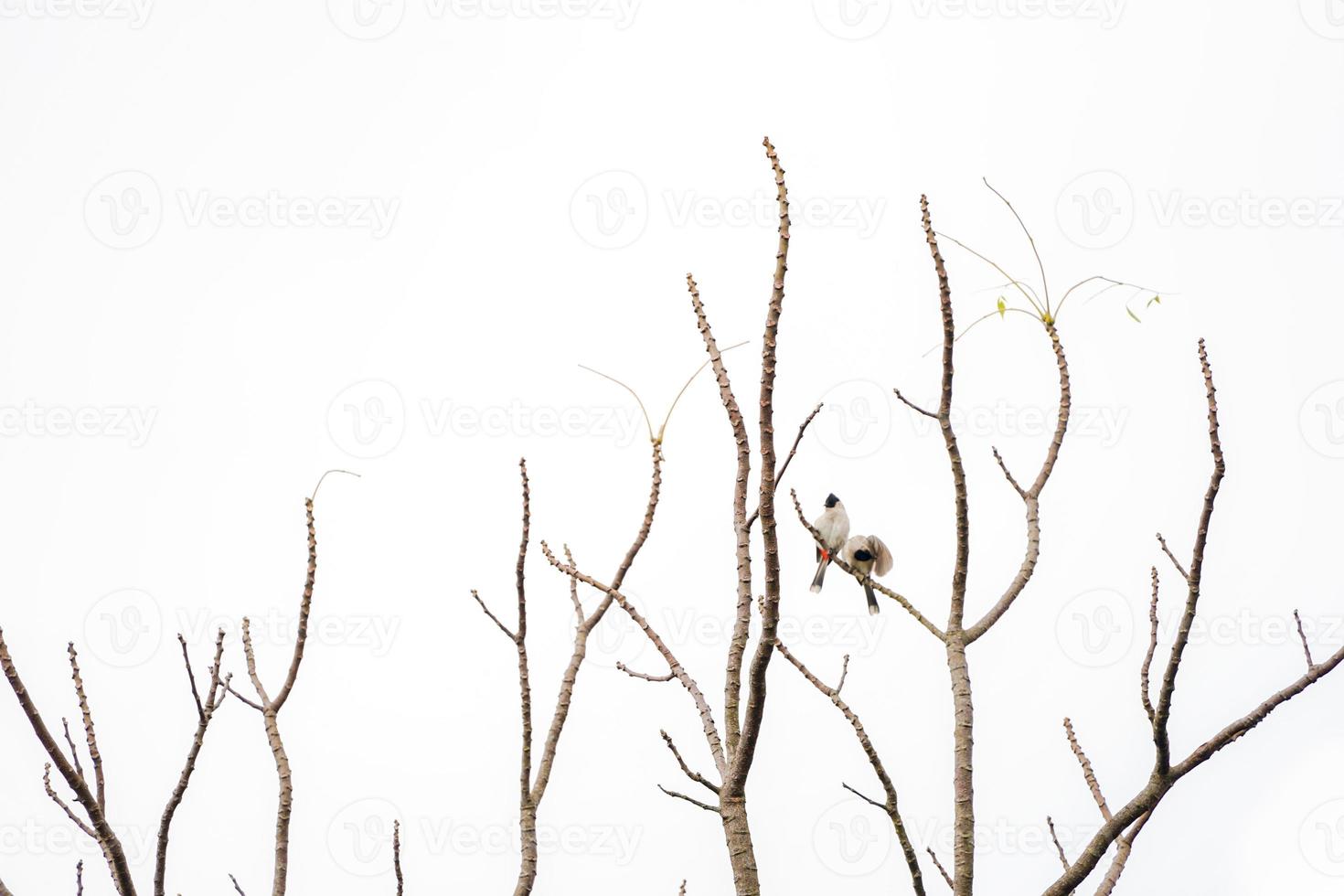 2 birds hang on to branch of tree that no leaf. White background. photo