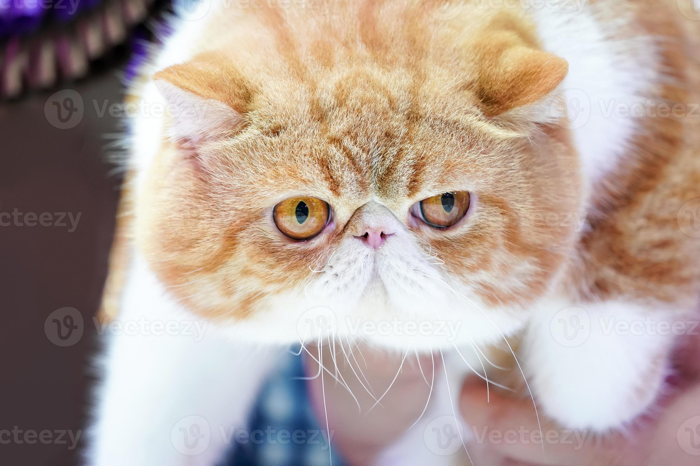 Close up the short Persian cat face short nose and brown orange hair with the tiger pattern on it. 8999113 Stock Photo at Vecteezy Close up the short Persian cat face short nose and brown orange hair with the tiger pattern on it. 8999113 Stock Photo at Vecteezy