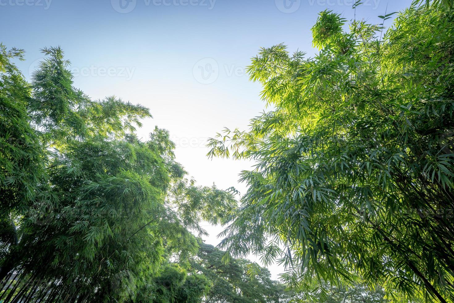 el árbol de bambú en el jardín del bosque con la luz del borde del cielo abierto, representa la naturaleza fresca y abundante en asia. foto