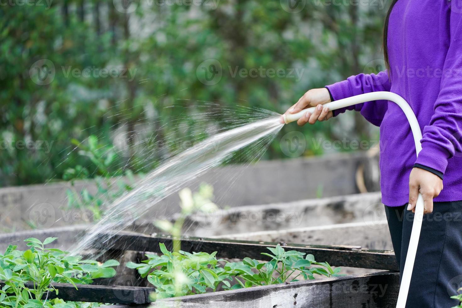 Graden worker taking care the plant in the garden. photo