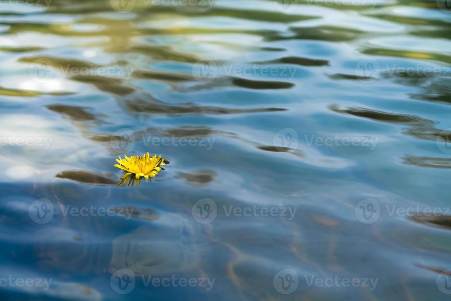 flor de diente de león en el agua foto