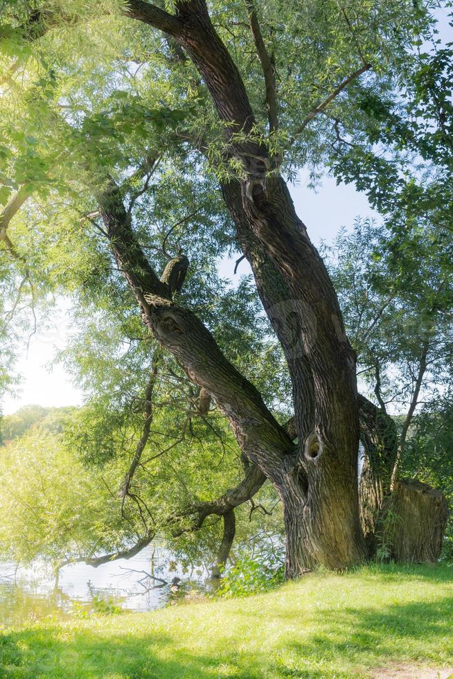 árbol en la orilla del lago foto