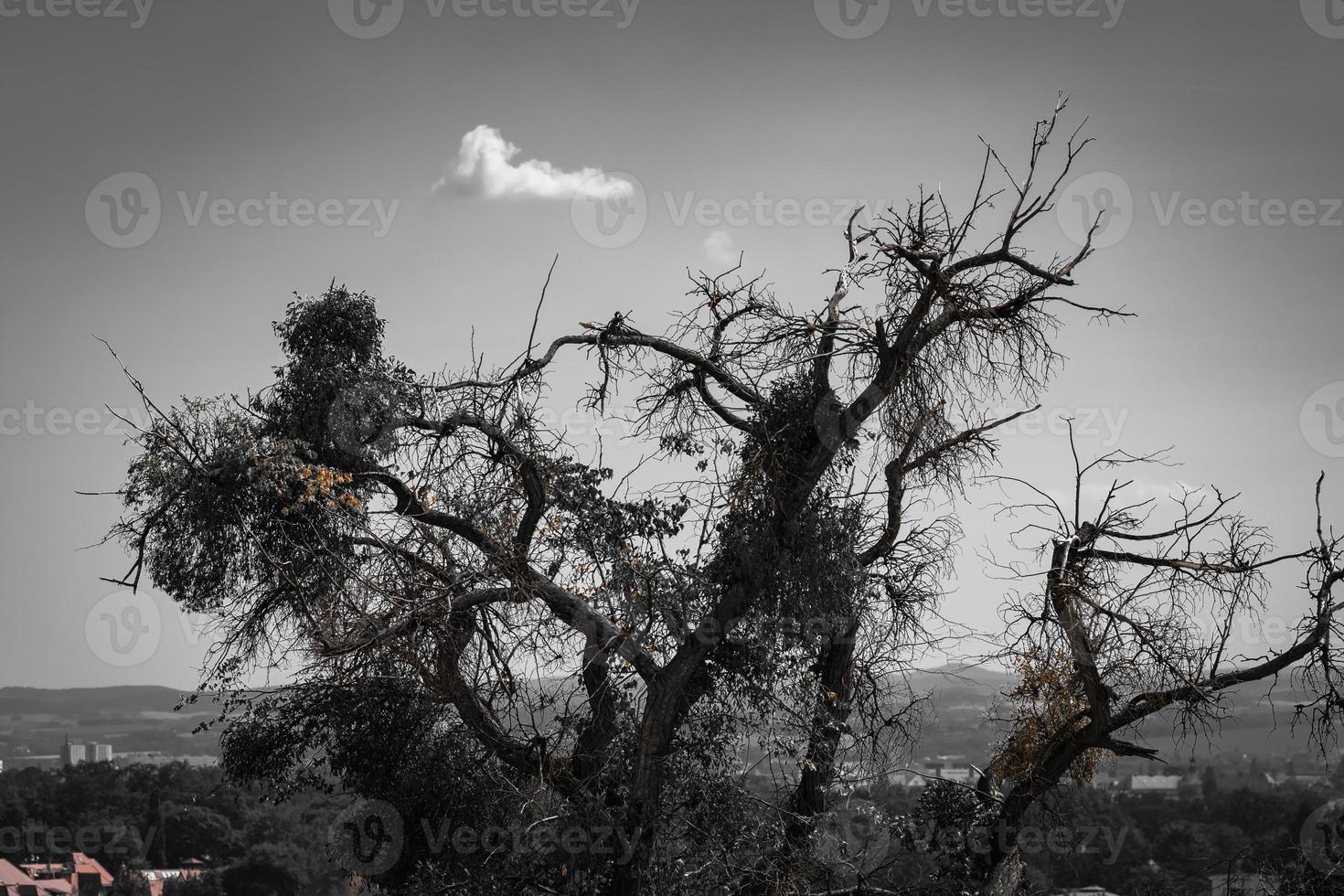 Branched tree silhouetted against a grey sky photo