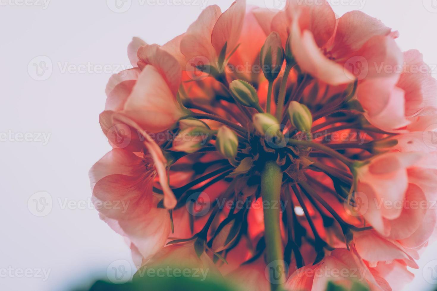 View from below of an opening orange flower head photo