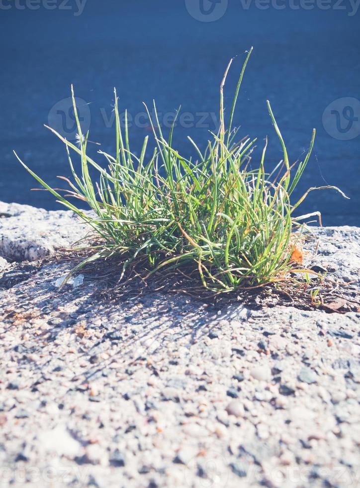 Tuft of green grass sprouting from paving photo