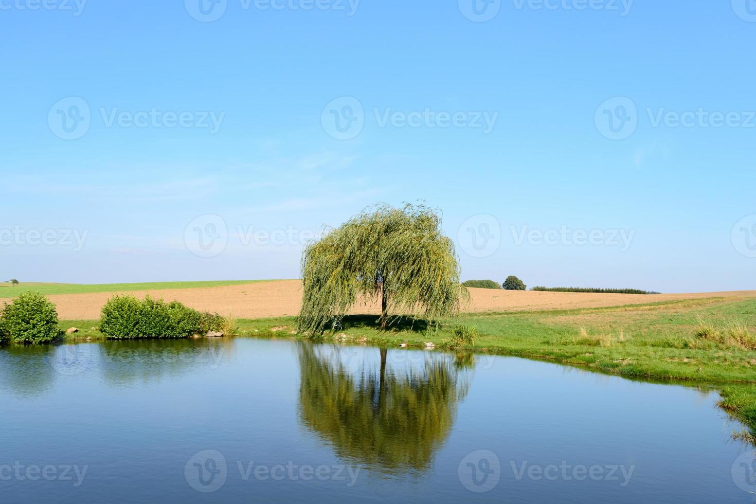 Single little weeping willow tree near pond photo