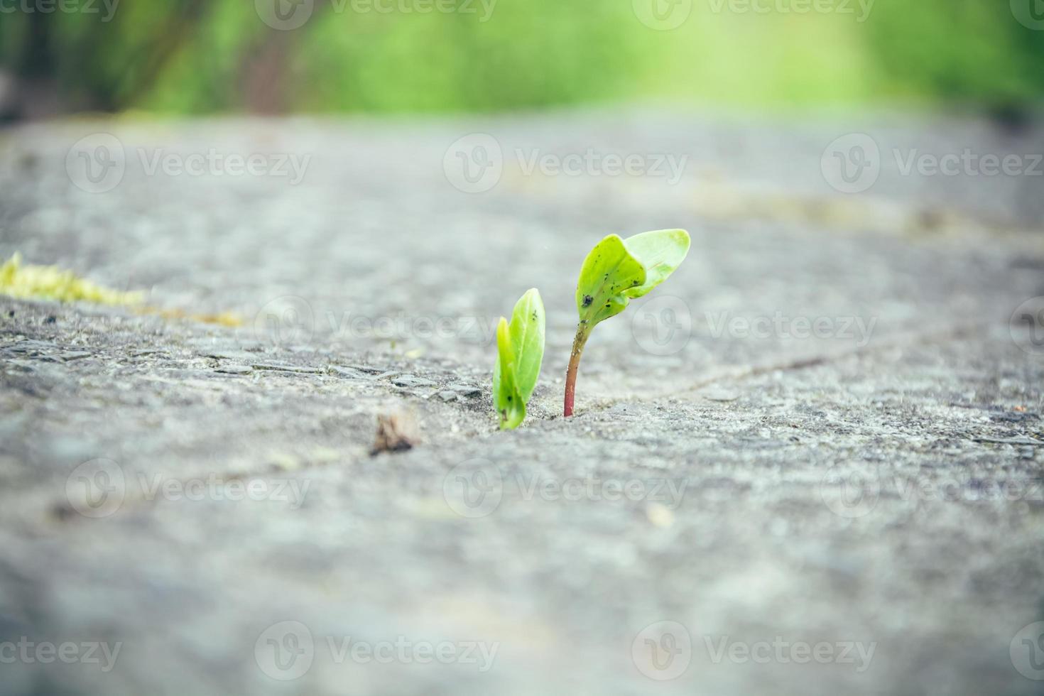 Spring plant growing up between paving stones photo