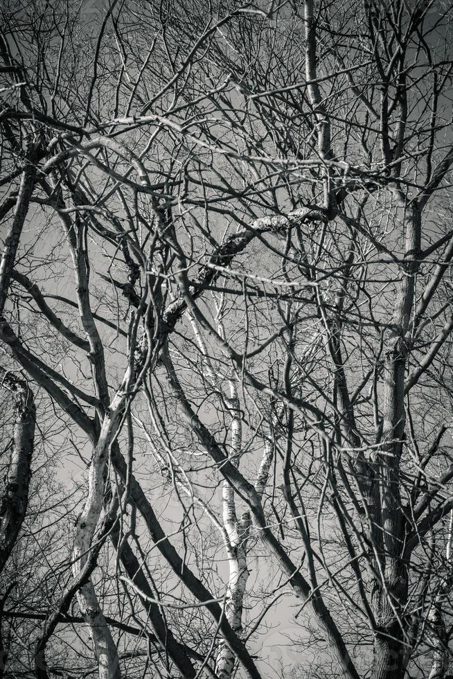 branches in black and white photo