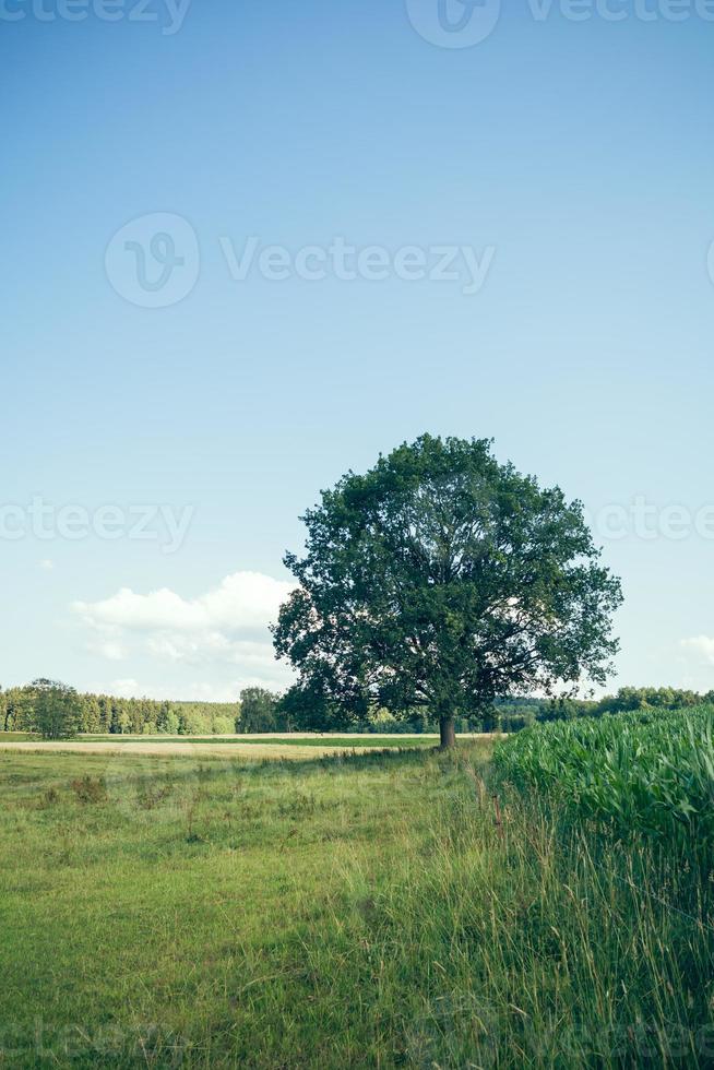 Tree on summer meadow photo